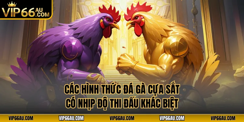 Các hình thức đá gà cựa sắt có nhịp độ thi đấu khác biệt