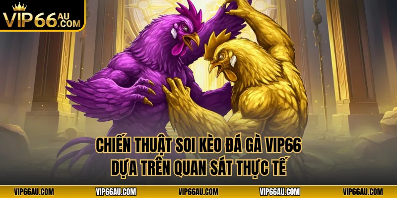 Chiến thuật soi kèo đá gà VIP66 dựa trên quan sát thực tế