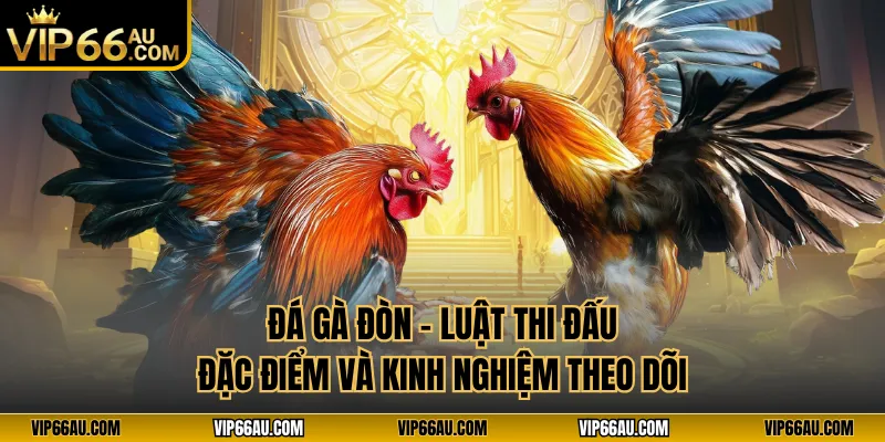 Đá Gà Đòn Tại VIP66 – Trận Gà Chất Lượng, Tỷ Lệ Minh Bạch