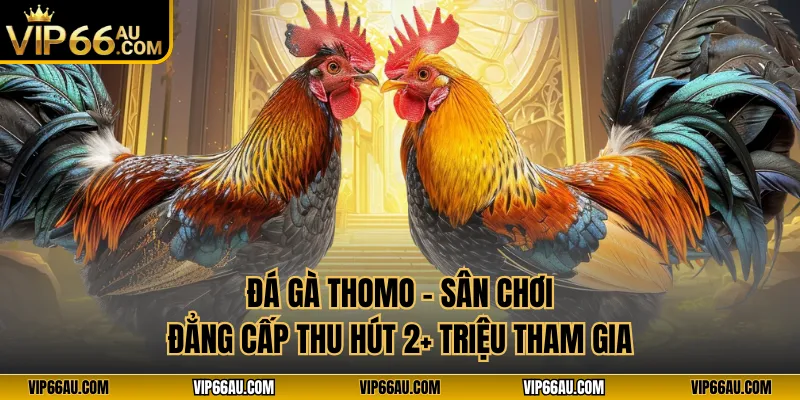 Đá Gà Thomo - Sân Chơi Đẳng Cấp Thu Hút 2+ Triệu Tham Gia
