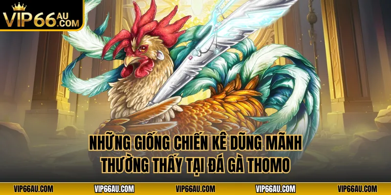Những giống chiến kê dũng mãnh thường thấy tại đá gà thomo