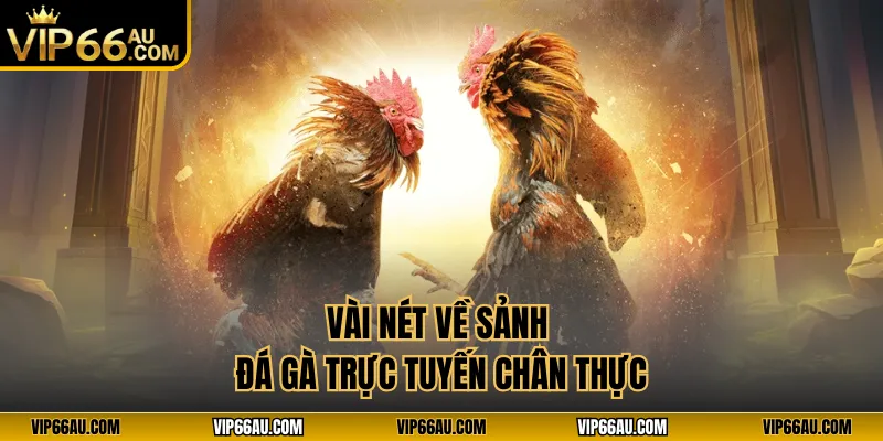 Vài nét về sảnh đá gà trực tuyến chân thực
